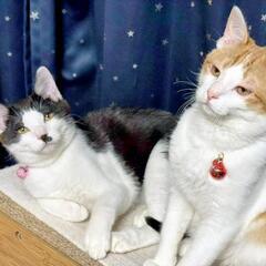 生後4ヶ月子猫仲良し兄弟❁⃘*.ﾟ - 北秋田市