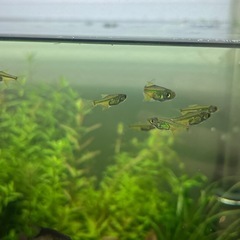 
ミクロラスボラブルーネオン　１２匹の画像