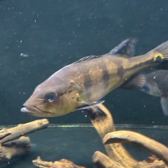 キクラ オセラリス ブロコポンドの画像