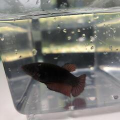 「熱帯魚」        ベタ