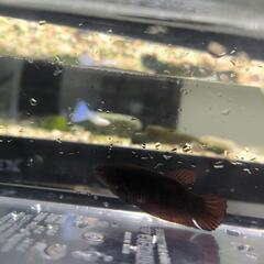「熱帯魚」        ベタの画像