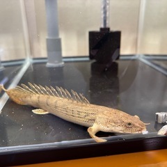 (受渡者決定)ポリプテルス コンギクス