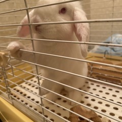 【急募！】うさぎ里親探しています！