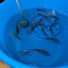 グッピー熱帯魚の画像