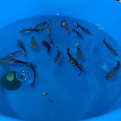 グッピー熱帯魚の画像
