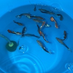 グッピー熱帯魚の画像