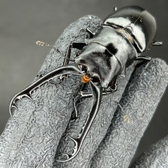 【ペア】ギラファノコギリクワガタ　フローレス産の画像