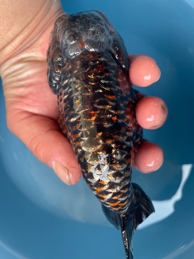 モンスター麒麟らんちゅう金魚