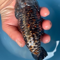 モンスター麒麟らんちゅう金魚