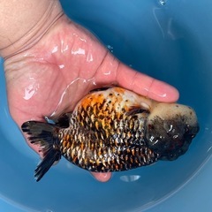 モンスター麒麟らんちゅう金魚の画像