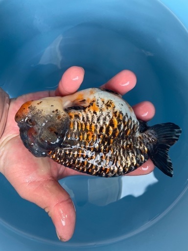 モンスター麒麟らんちゅう金魚