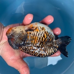 モンスター麒麟らんちゅう金魚の画像