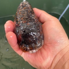 モンスター麒麟らんちゅう金魚の画像