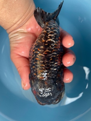 モンスター麒麟らんちゅう金魚