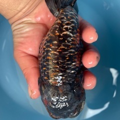 モンスター麒麟らんちゅう金魚の画像