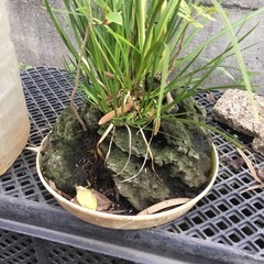 セキショウ　モミジ     ヤマコウバシの画像