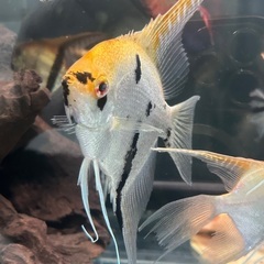 熱帯魚エンゼルの画像