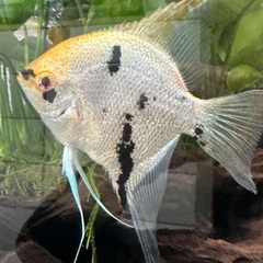 熱帯魚エンゼルの画像