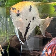 熱帯魚エンゼルの画像