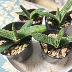 多肉植物  ガステリア  1個