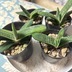 ランキングキーワードに紐づく投稿画像-多肉植物