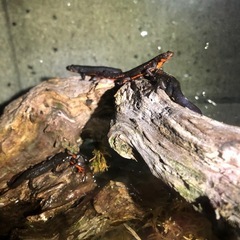 アカハライモリの画像