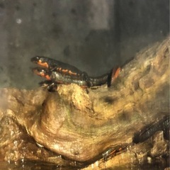 アカハライモリの画像