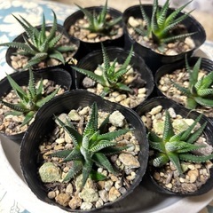 早い者勝ち お得🉐多肉植物  ハオルチア  種類不明 1個