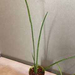 観葉植物(サンスベリア)セットの画像