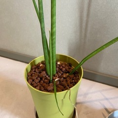 観葉植物(サンスベリア)セットの画像