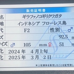 ギラファノコギリクワガタ　オス単品の画像