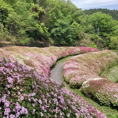 【4月26日開催！】生駒山ツツジロール🌺ツアー