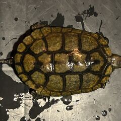 ニホンイシガメ天然捕獲個体②