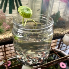 めだか飼育セットの画像
