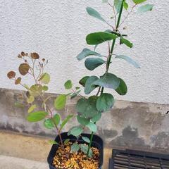 ユーカリポポラス