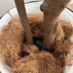 観葉植物 フェイクグリーン 大の画像