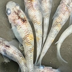 (決まりました)[上物]🌸桜餅🌸メダカ　若魚　１５匹＋α　