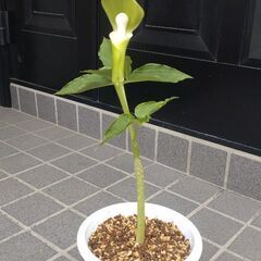 ユキモチソウ(素心)の画像