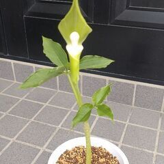 ユキモチソウ(素心)の画像