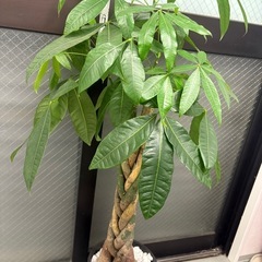 観葉植物