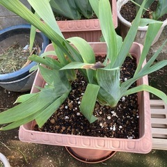 差し上げます　ジャーマンアイリスの鉢植え　