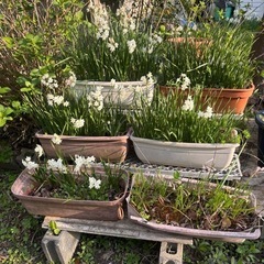 鉢植えスイセン