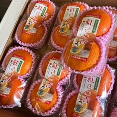甘夏の最上級グレード🍊紅さわ香入荷しました！✨