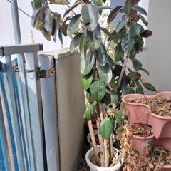 黒ゴムの木の画像