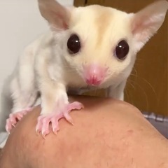 フクロモモンガ クリミノモザイク値引き中！！