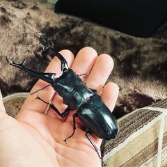 クワガタ【早いもの勝ち❗️】ギラファノコギリクワガタ幼虫×2  （クワガタ　カブトムシ専門）の画像