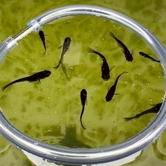 オロチメダカ10匹