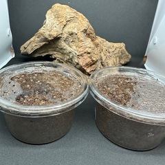 カブトムシ【早い者勝ち❗️】ヘラクレスオオカブト幼虫×2  （ク...