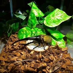 カブトムシ【早い者勝ち❗️】ヘラクレスオオカブト幼虫×2  （クワガタ　カブトムシ専門） の画像