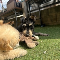 Mシュナのラインくん🍭 - 犬